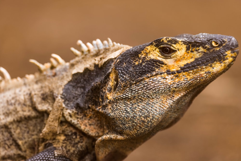 a close up of a lizard on a brown background