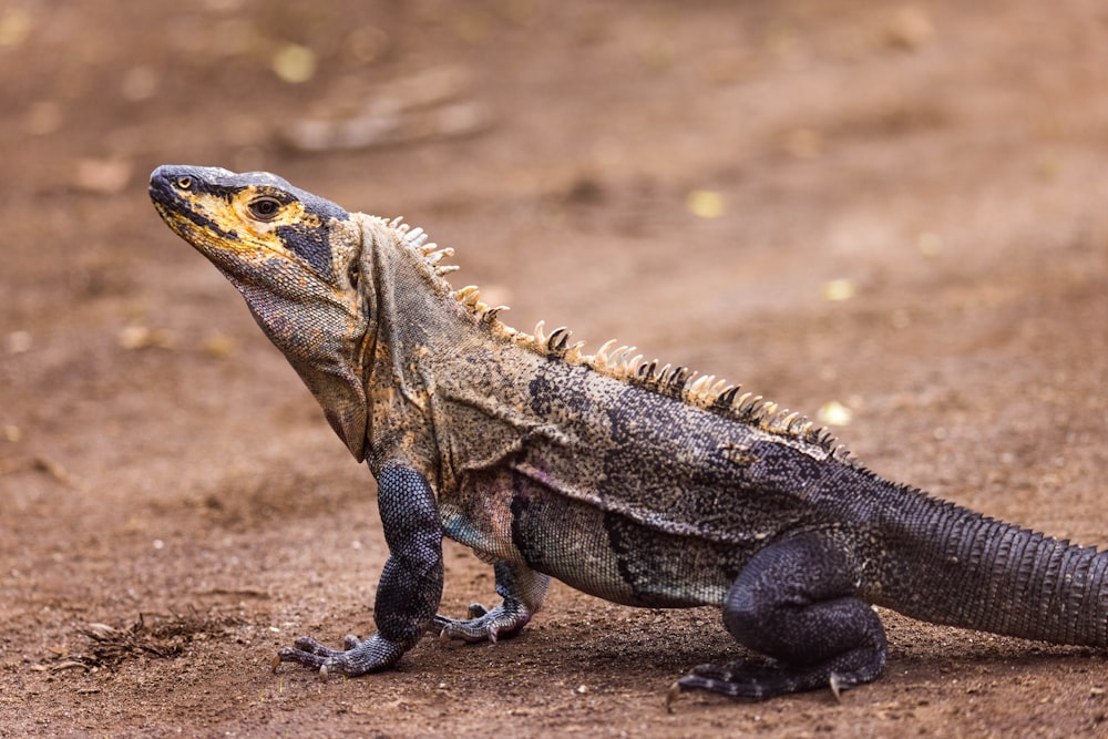 a large lizard sitting on top of a dirt field