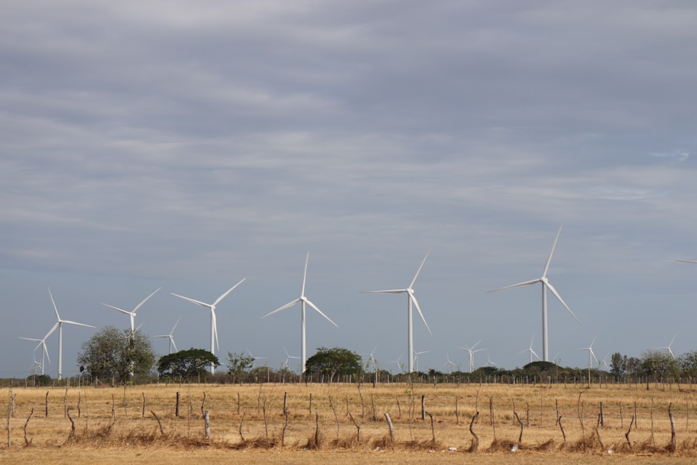 a row of wind turbines in a field