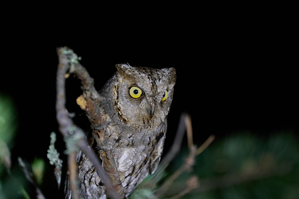 a close up of an owl on a tree branch