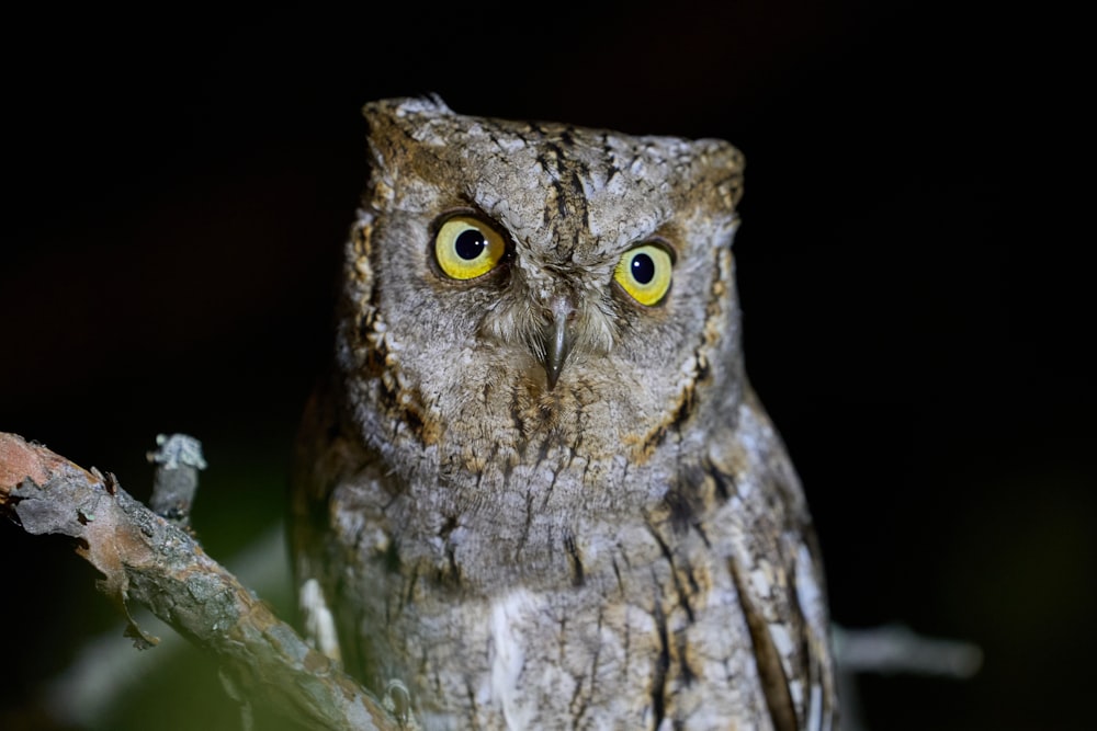 an owl with yellow eyes sitting on a branch