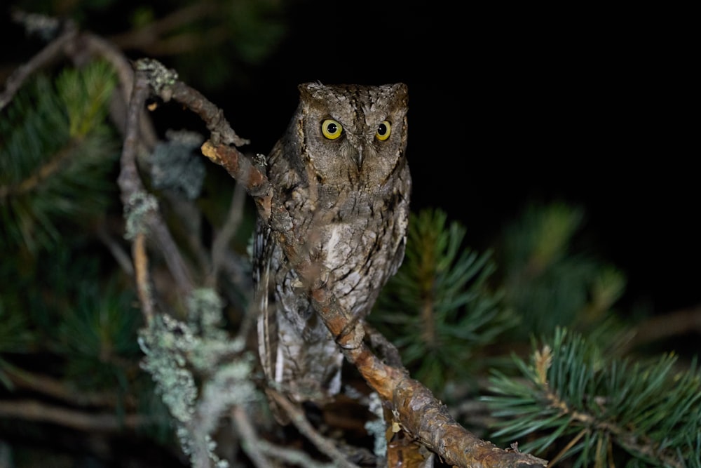 an owl is sitting on a branch of a tree