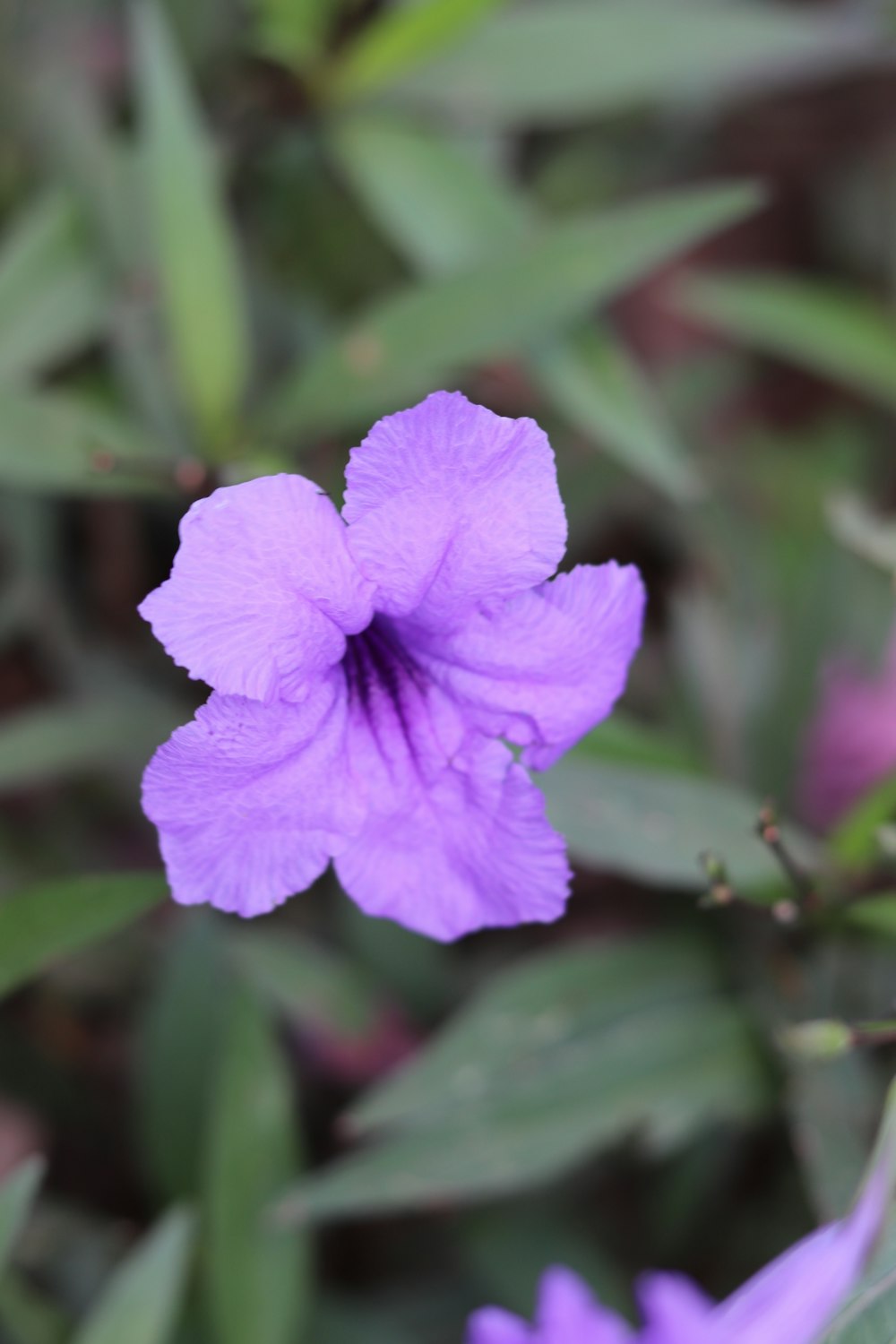 a purple flower with green leaves in the background