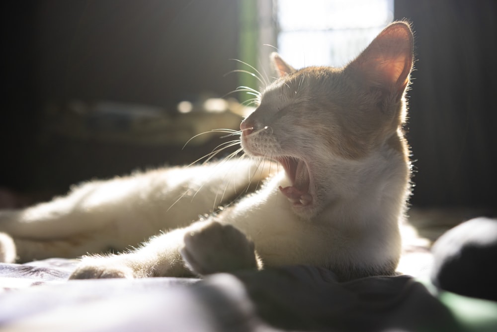 a cat yawns while laying on a bed