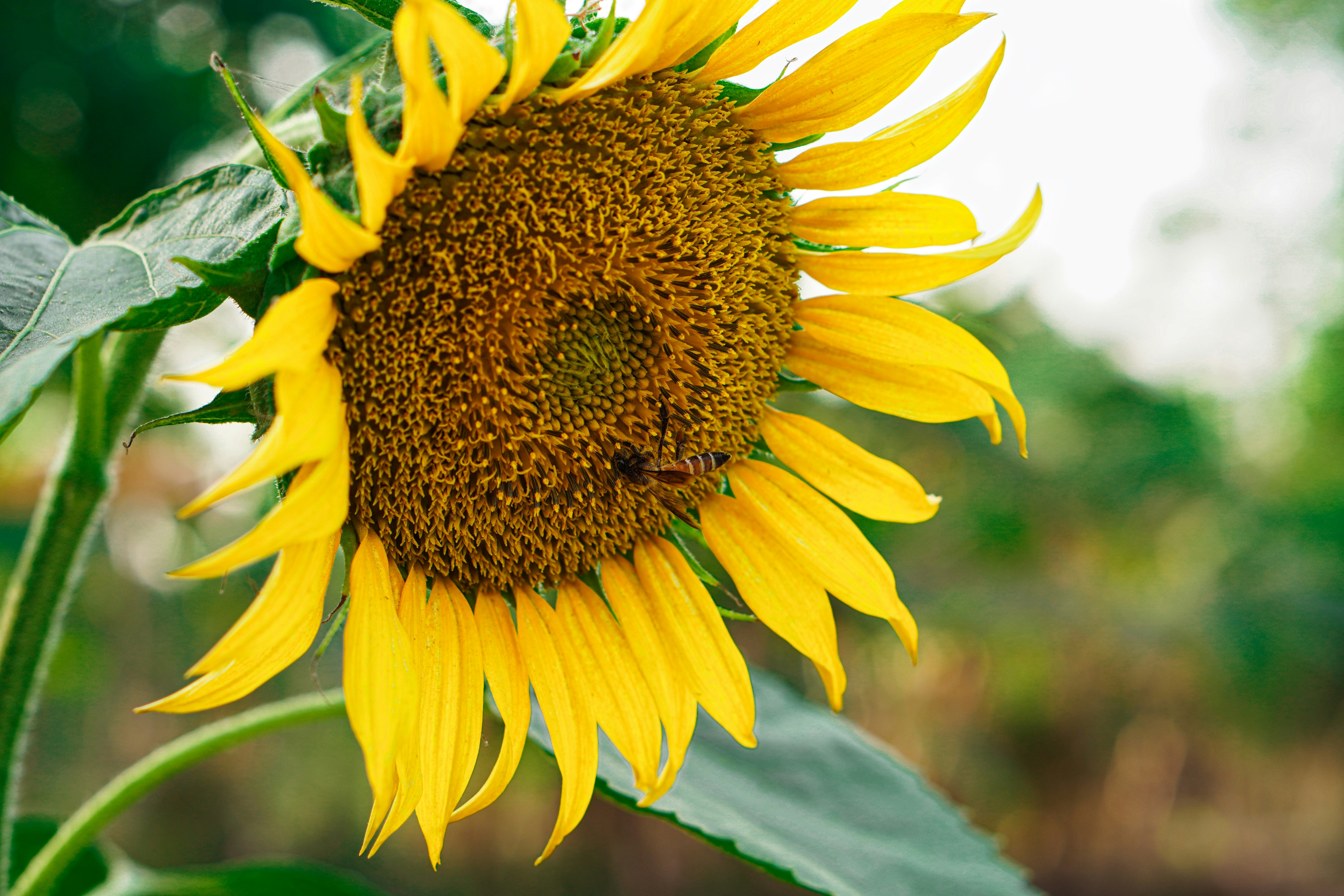 Photo by the_ahnafpiash