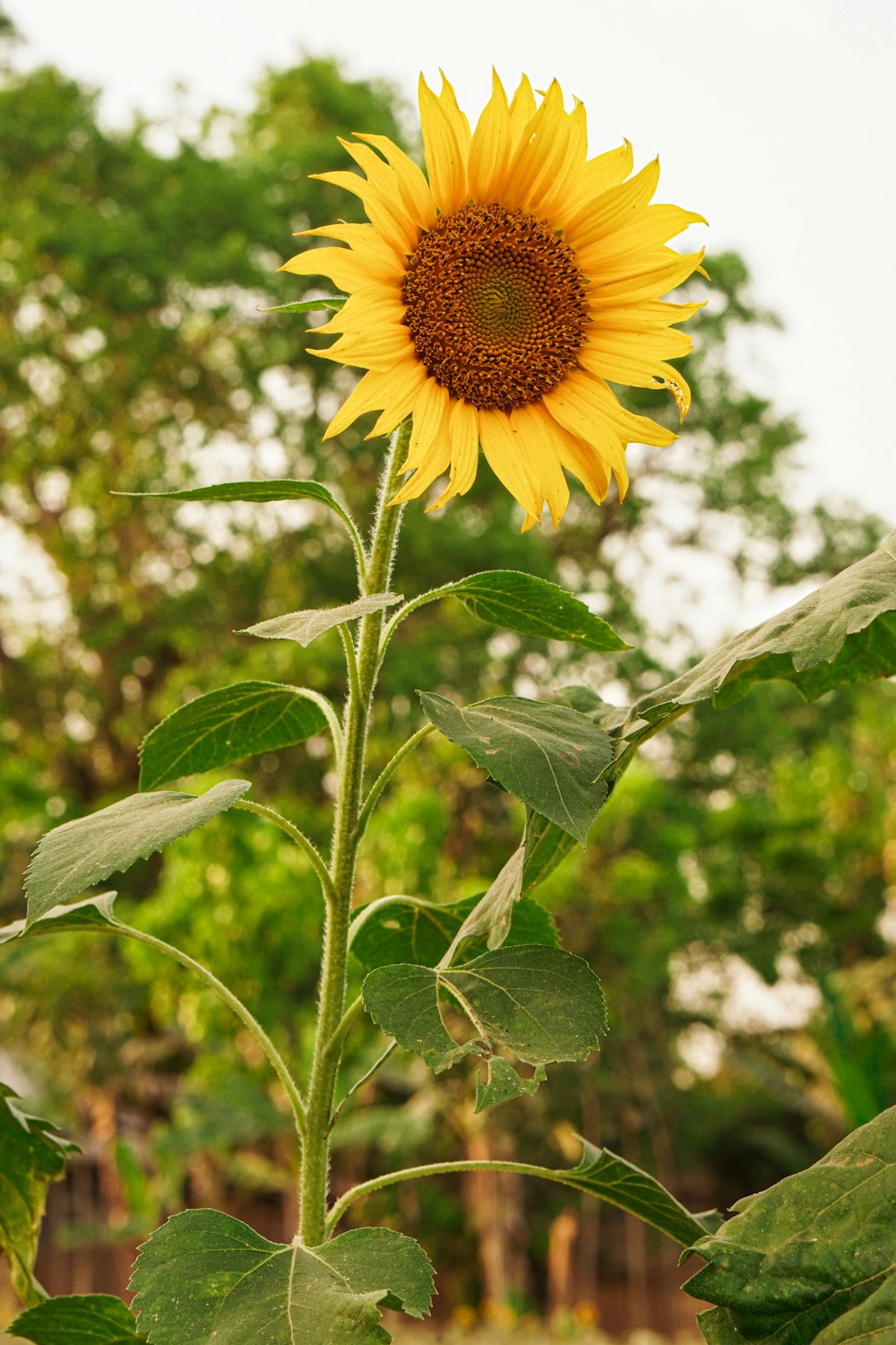 a large yellow sunflower standing in a field