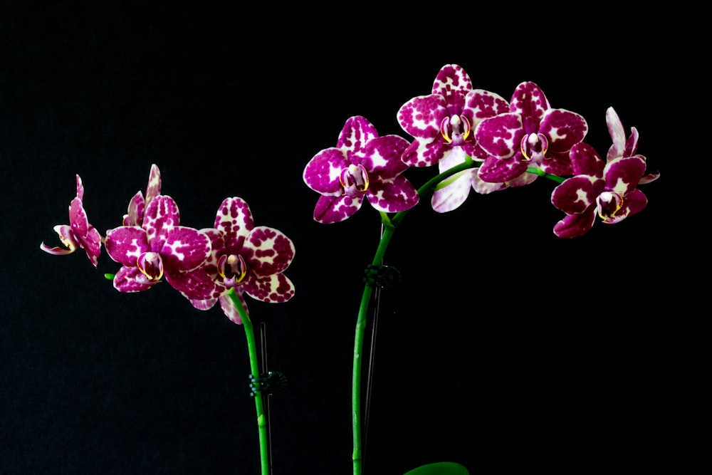 a couple of flowers that are in a vase