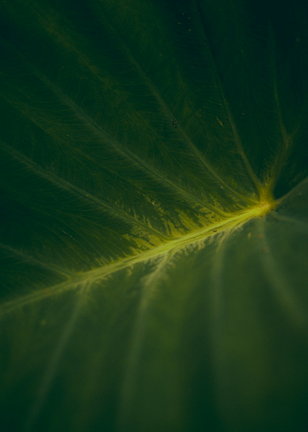 a close up of a large green leaf