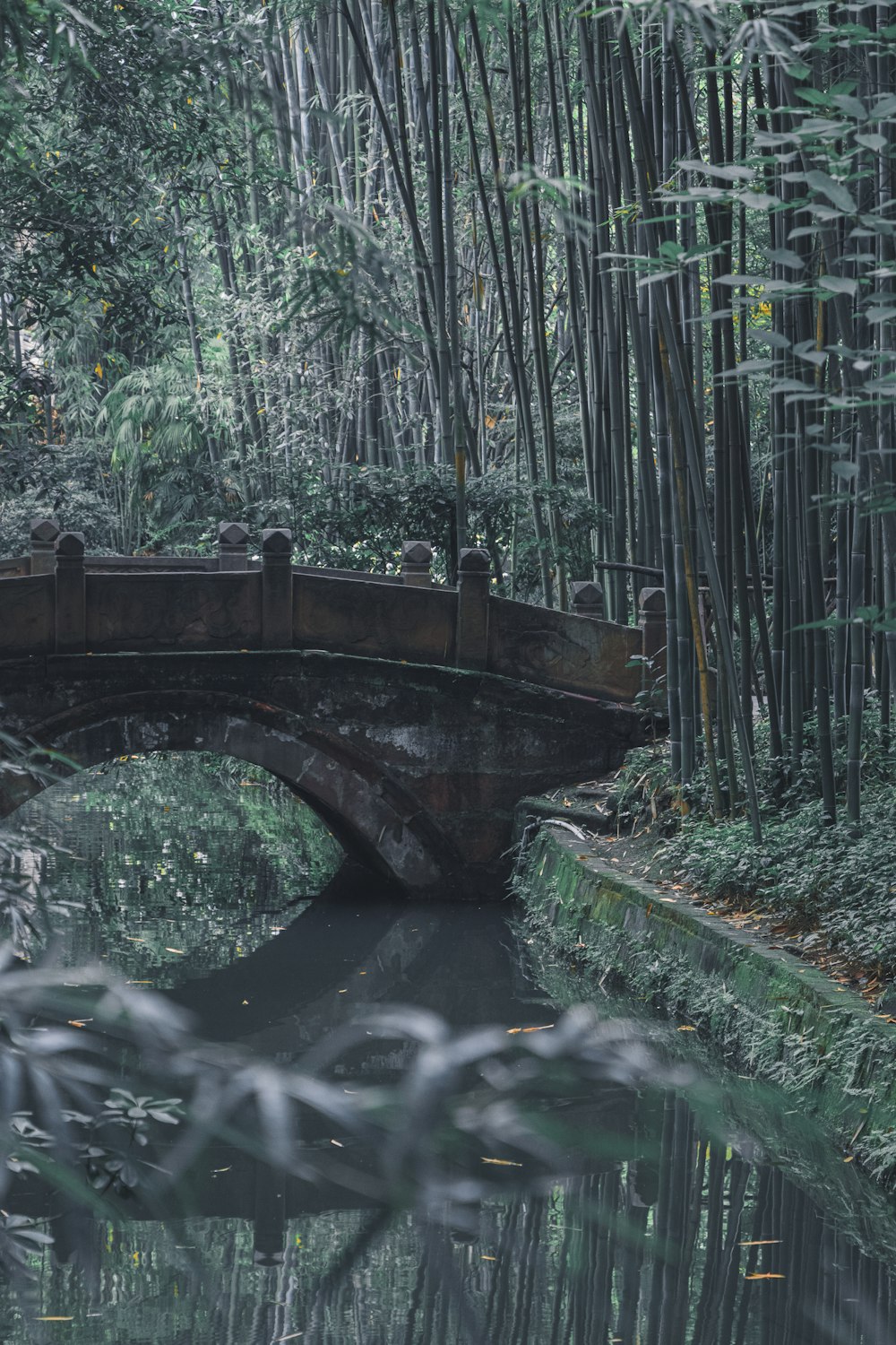 a bridge over a small river in a forest