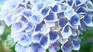 A close-up of fresh hydrangeas ready for export.