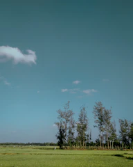 Green plot of land surrounded by native trees with a clear blue sky in a semi-urban area.