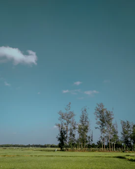 Green plot of land surrounded by native trees with a clear blue sky in a semi-urban area.