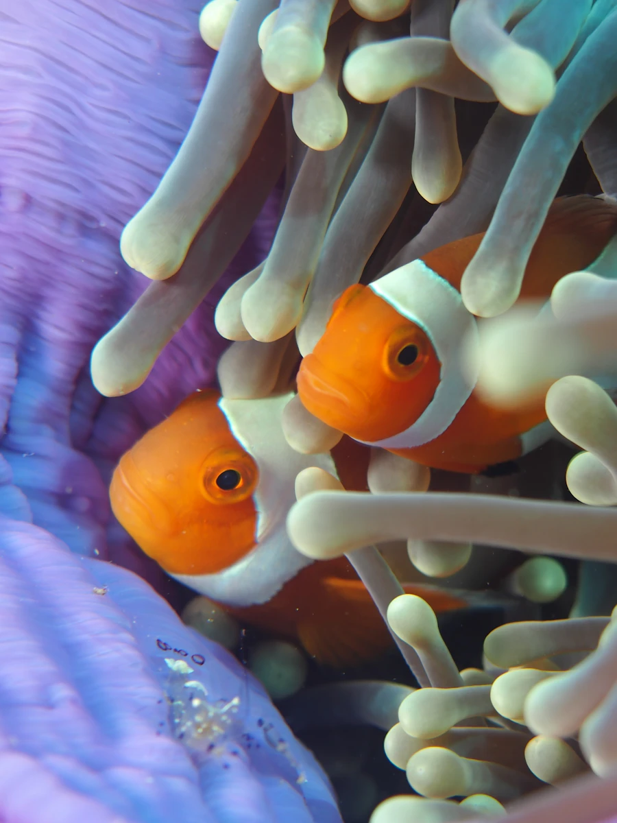 Рыбы-клоуны и коралловые рифы Raja Ampat