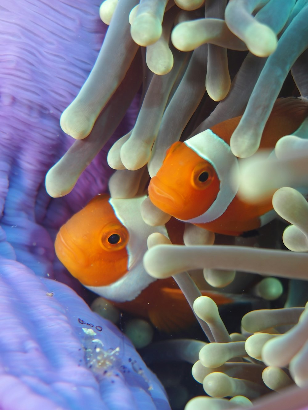 clown fish in pink coral reef