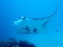 black and white polka dot fish