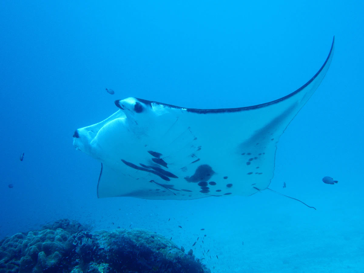 Oceanic manta rays gliding along coastal cleaning stations in Komodo