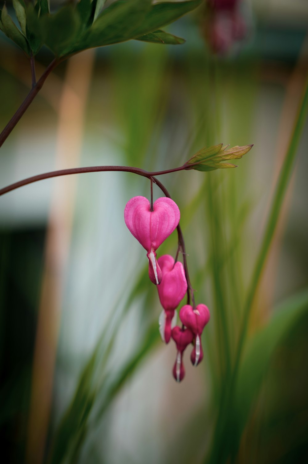 a close up of a pink flower on a plant