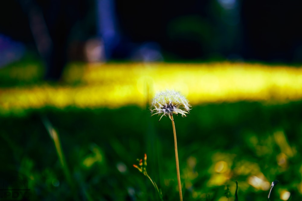 Diente de león blanco en fotografía de primer plano