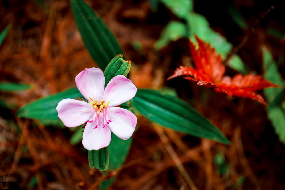 pink and white flower in tilt shift lens