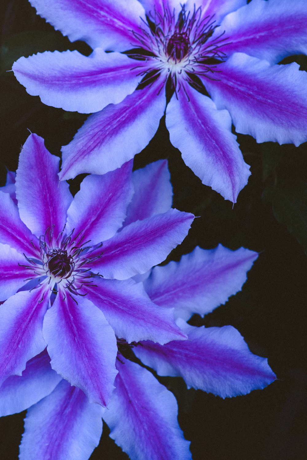 three purple and white flowers with green leaves