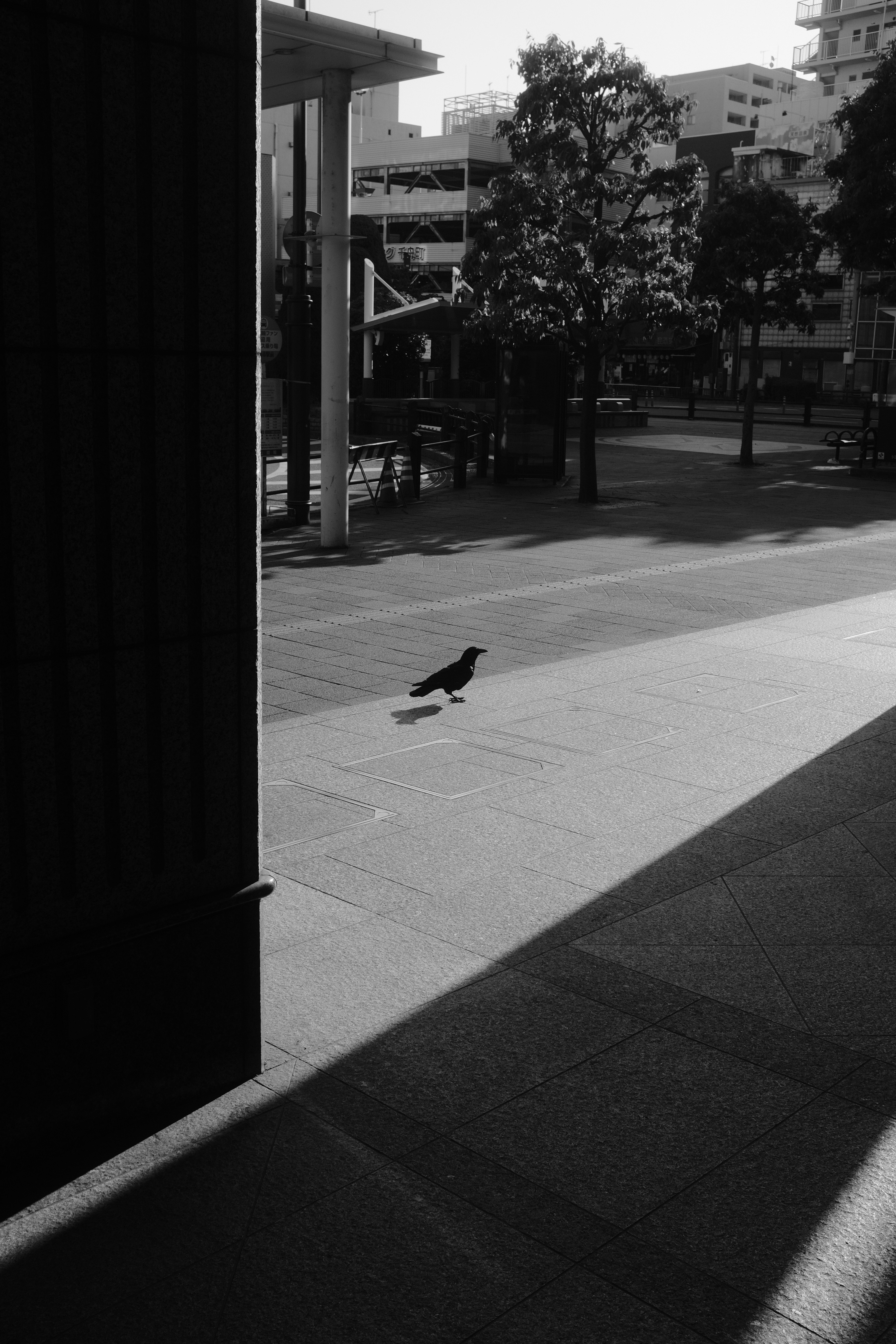 A small bird is sitting on the ground photo – Free Bird Image on Unsplash