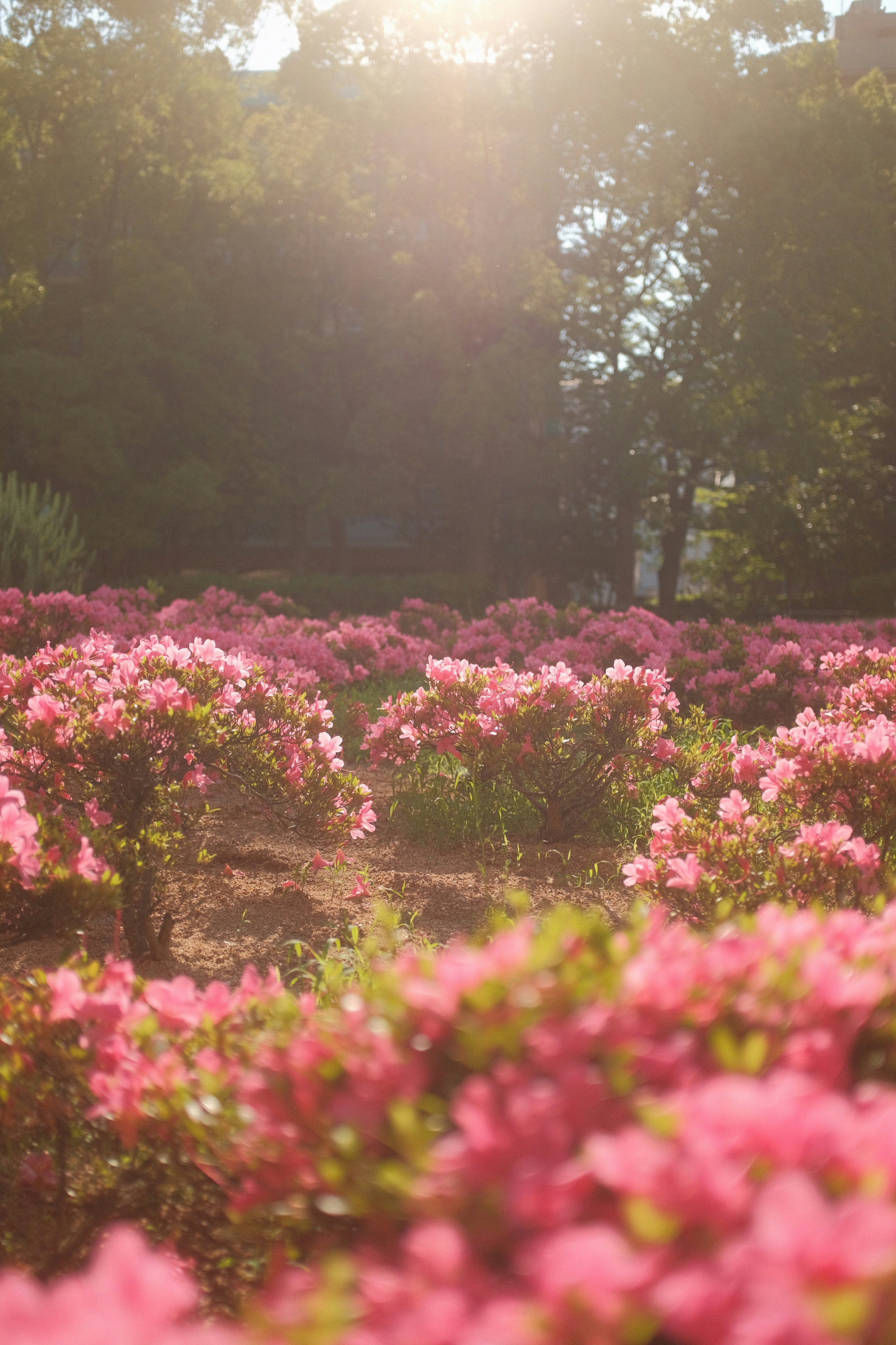 A field of pink flowers with trees in the background photo – Free ...
