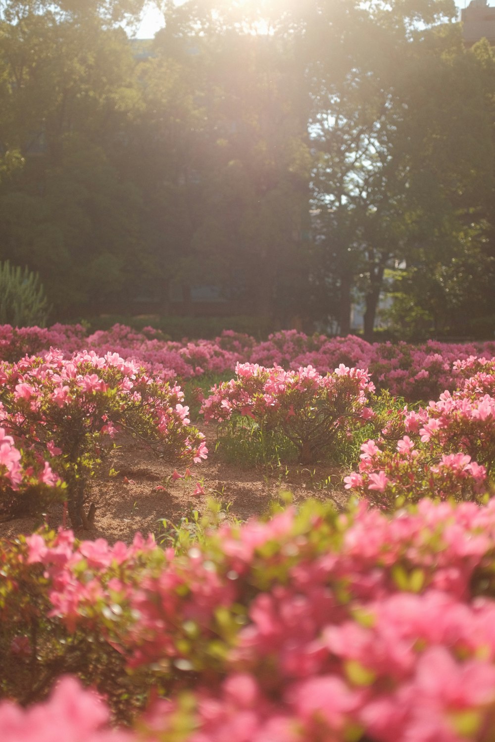 a field of pink flowers with trees in the background