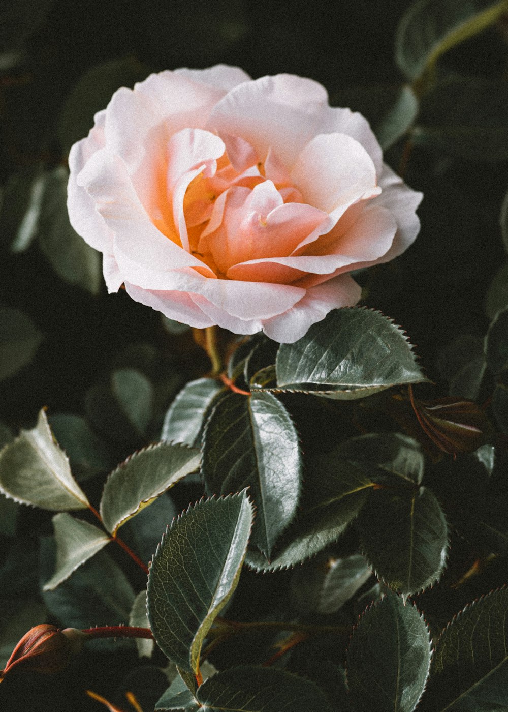 a pink rose with green leaves in the foreground