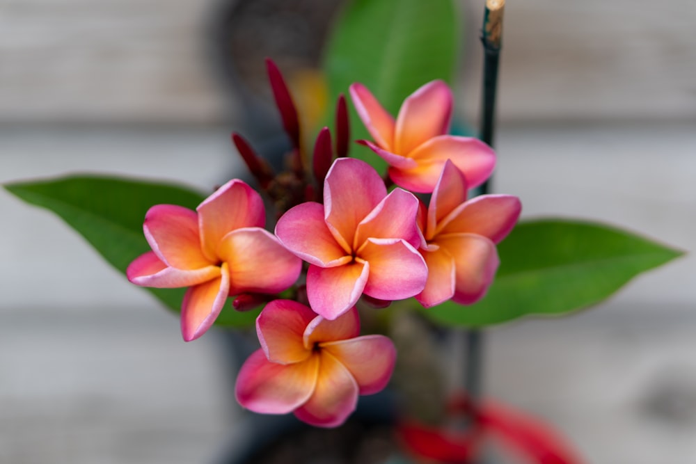 pink and yellow flower in tilt shift lens