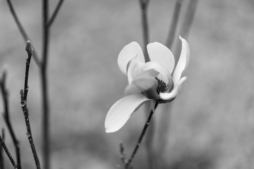 flor branca na fotografia em tons de cinza