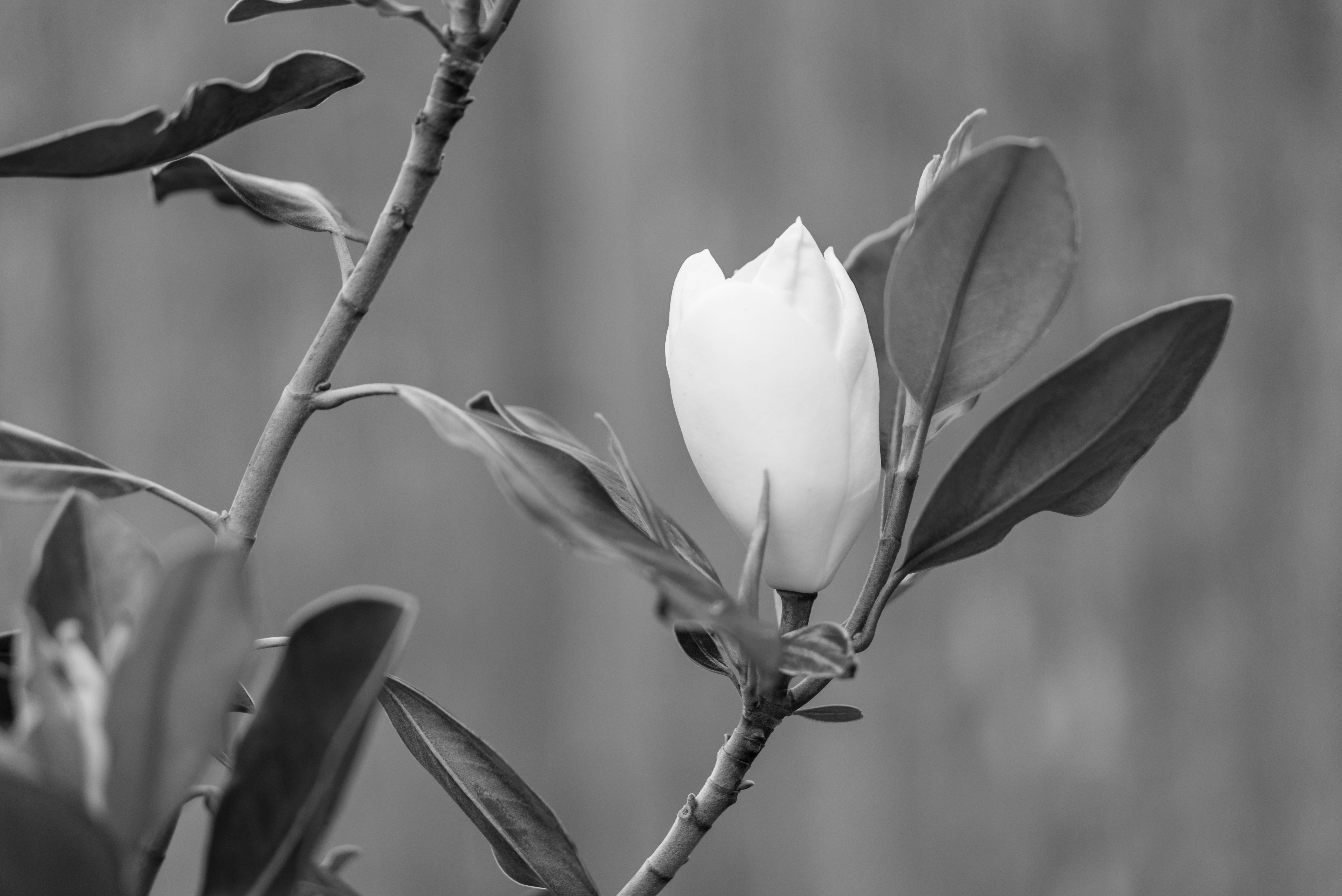 Photo by starwarsgirl