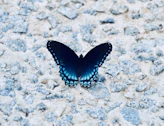 Schmetterlink blau, auf Straße sitzend