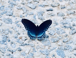 black and white butterfly on gray and white stone