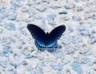 black and white butterfly on gray and white stone