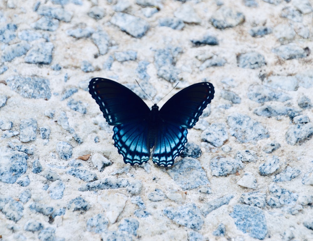 borboleta preta e branca na pedra cinzenta e branca