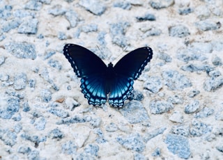 black and white butterfly on gray and white stone