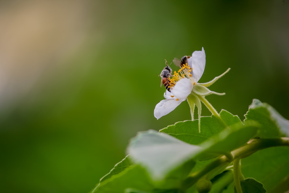 abeille jaune et noire sur fleur blanche