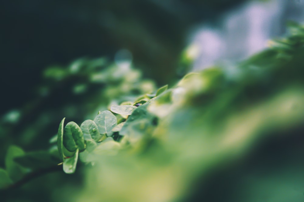 green plant in close up photography