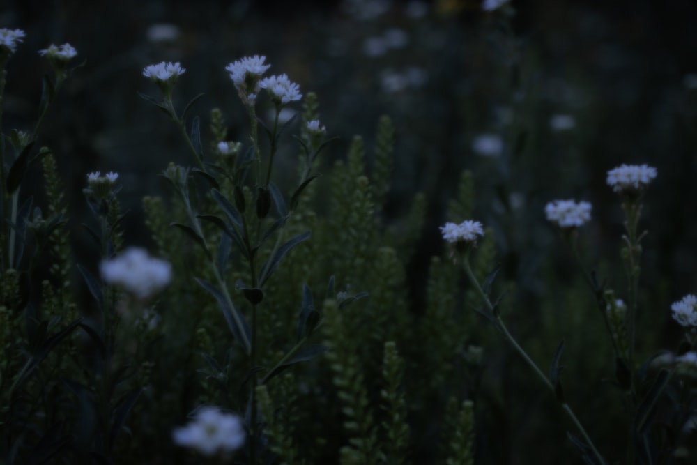 white flowers with green leaves