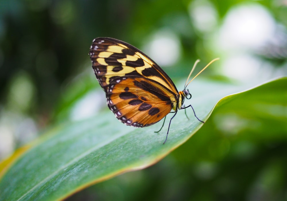 yellow and black butterfly on green leaf