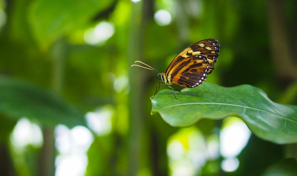 monarch butterfly perched on green leaf in close up photography during daytime