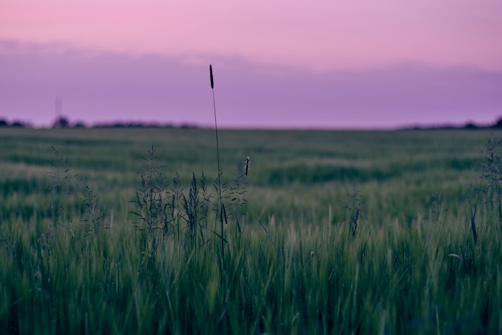 green grass field under white sky during daytime