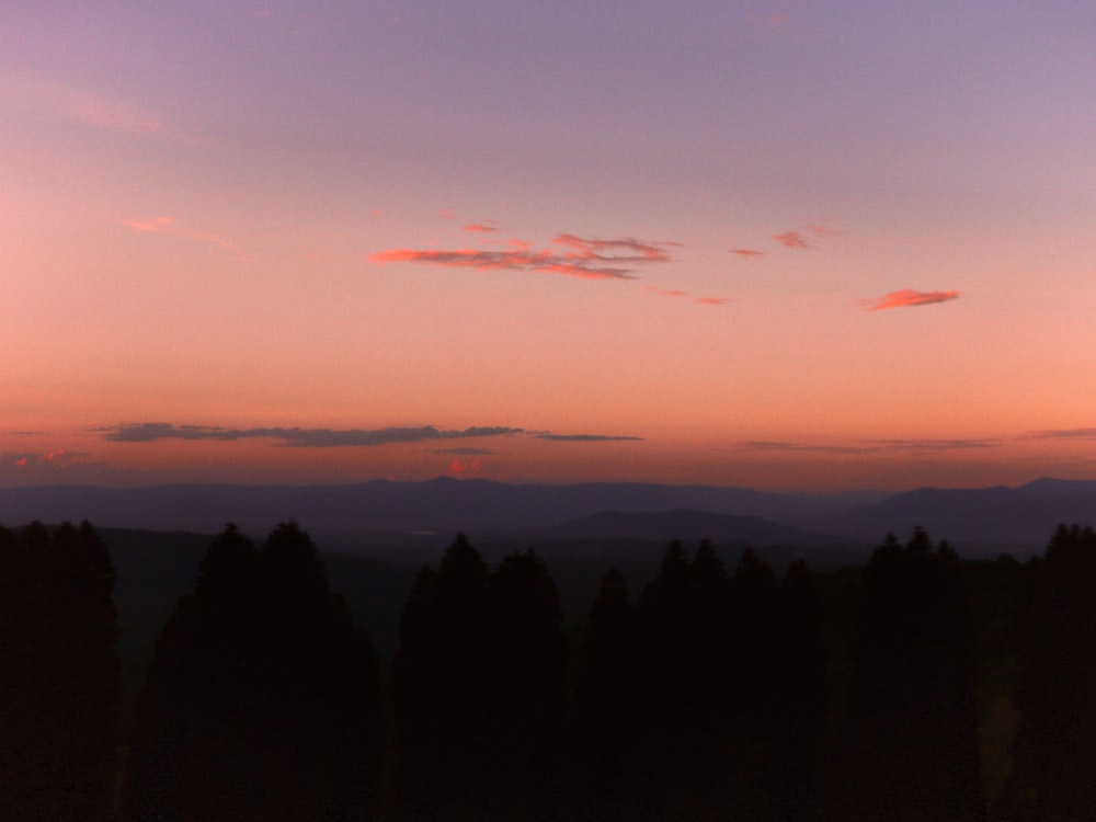 silhouette of trees during sunset