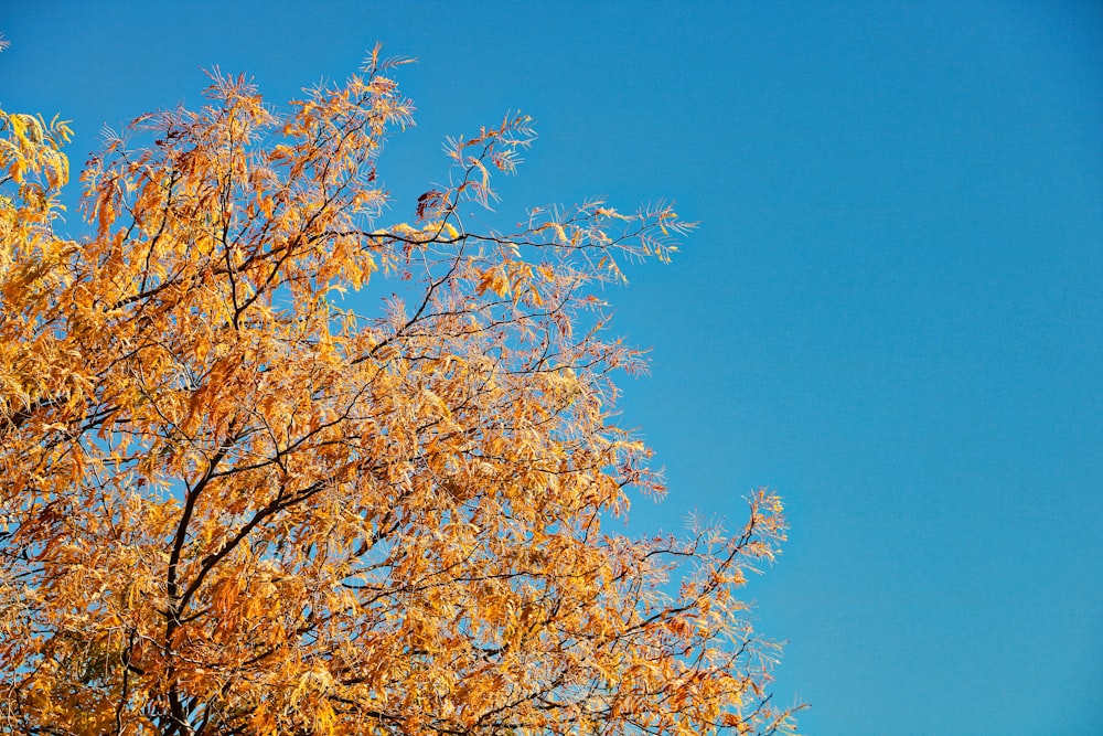brown leaf tree under blue sky during daytime