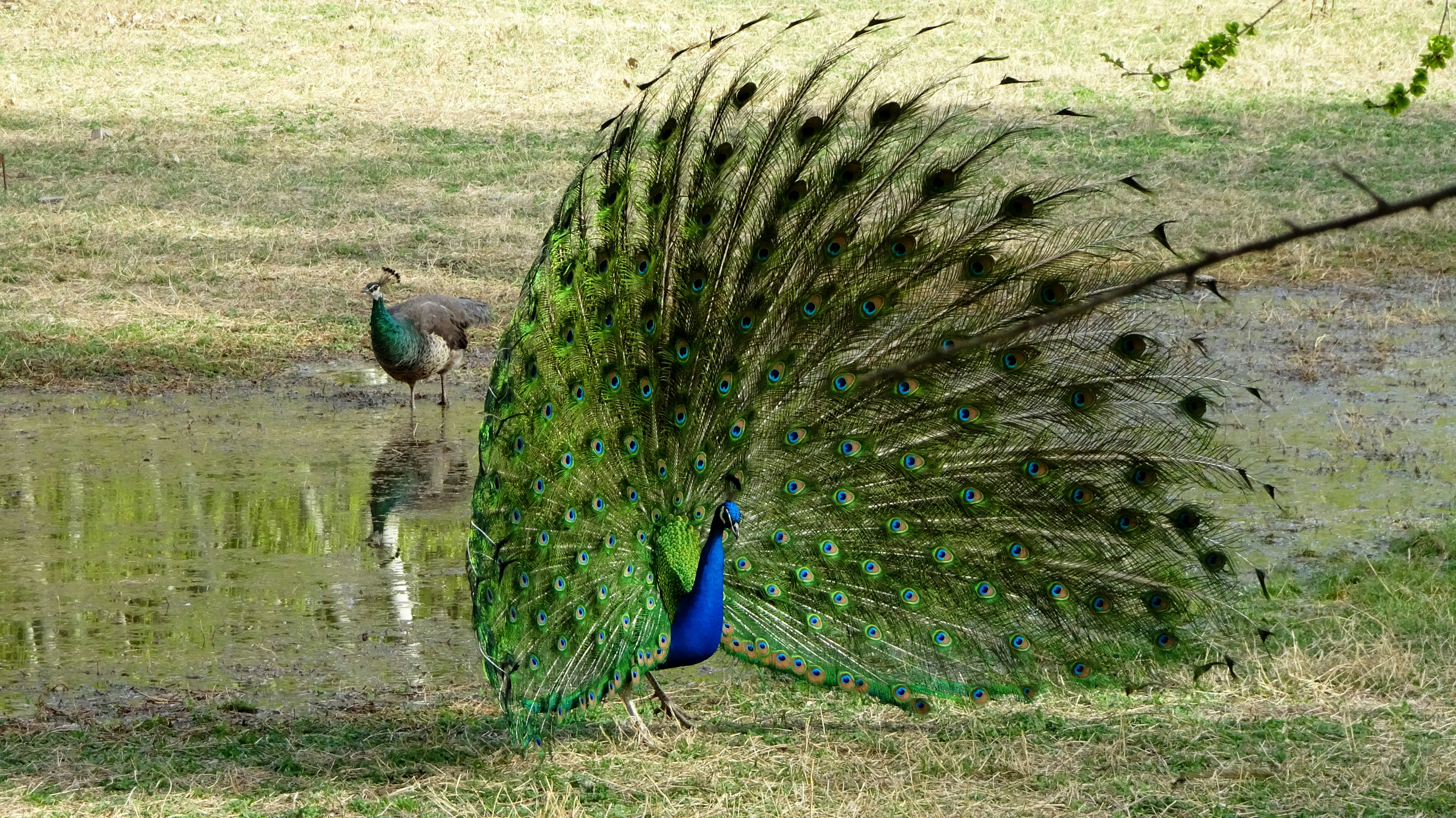 Leo: The Peacock's Magnificent Courtship Display (image credits: unsplash)
