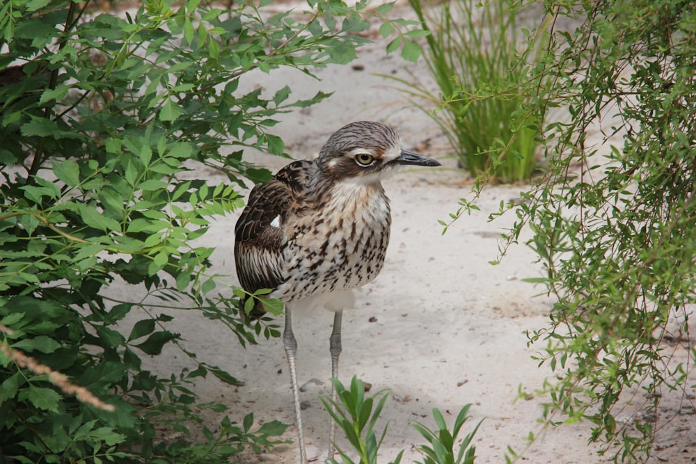 brown and white bird on brown soil