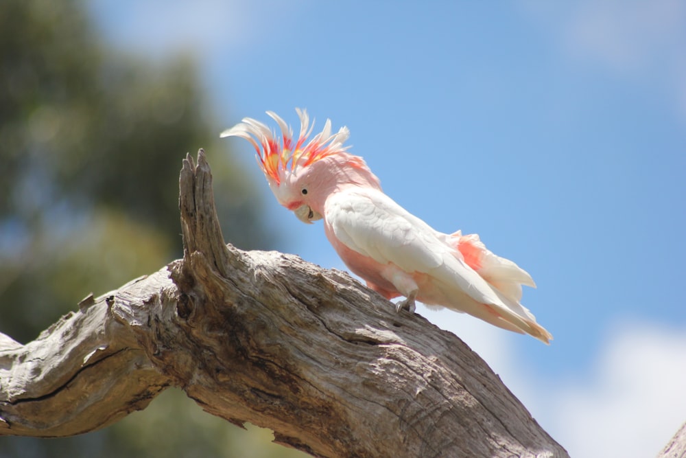 white and red bird on brown tree branch