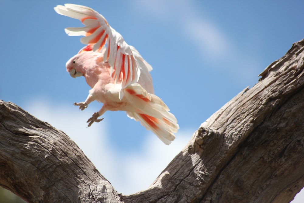 pájaro blanco y rosado en el tronco de un árbol marrón durante el día