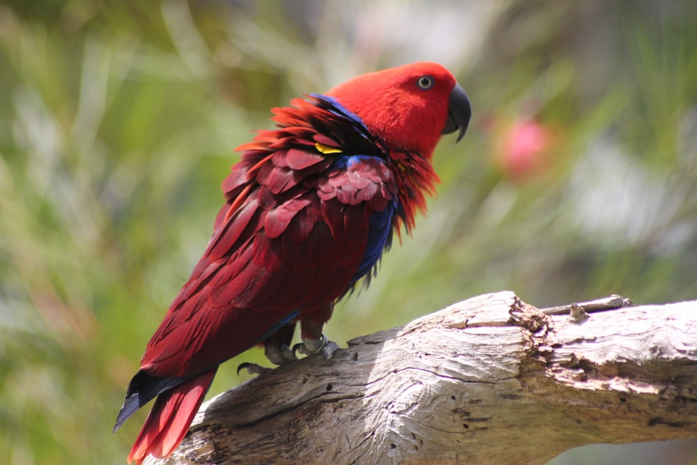 red and blue bird on brown tree branch