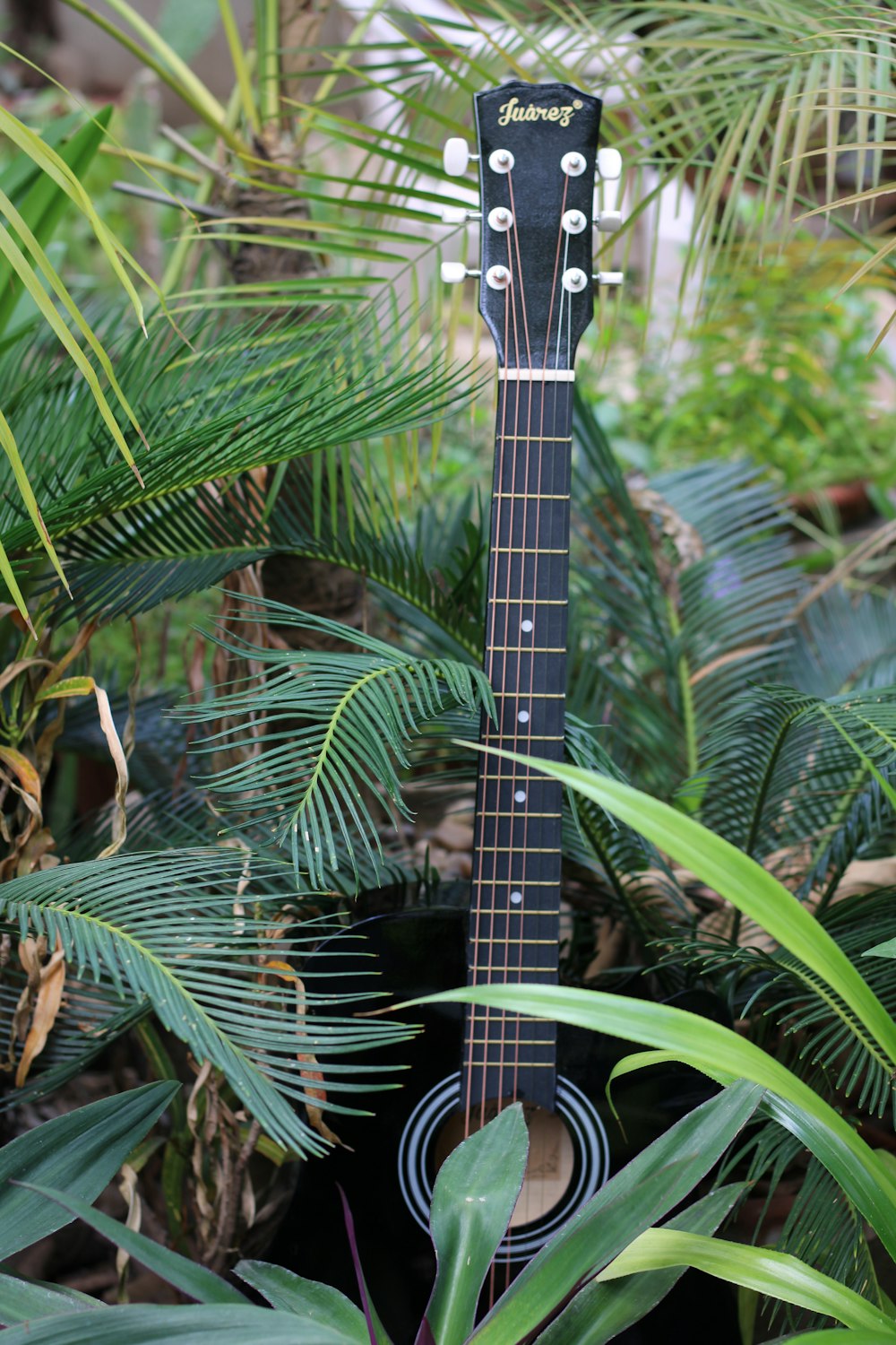 black acoustic guitar on green fern plant